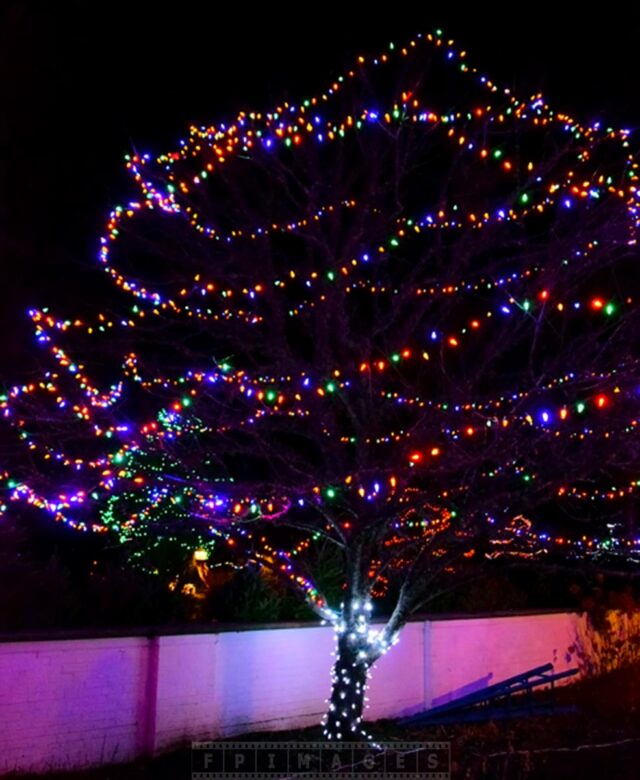 Outdoor Xmas lights decorations on a tree