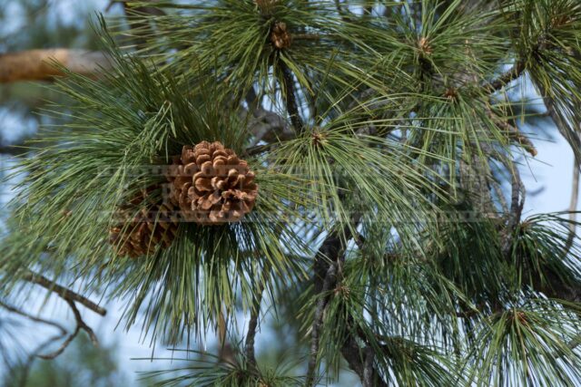Pine cones close-up view