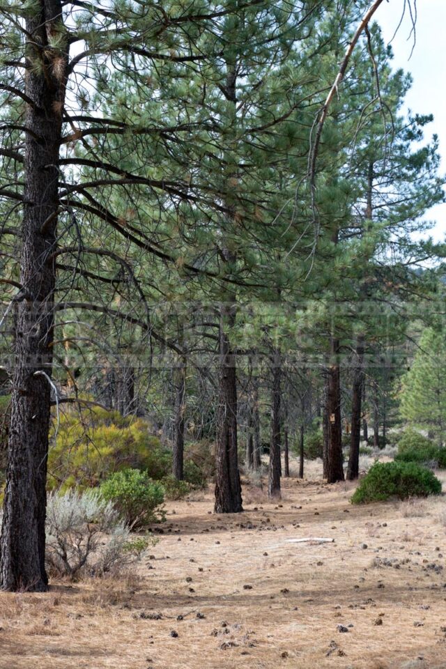 Tall pines around Ramona trail
