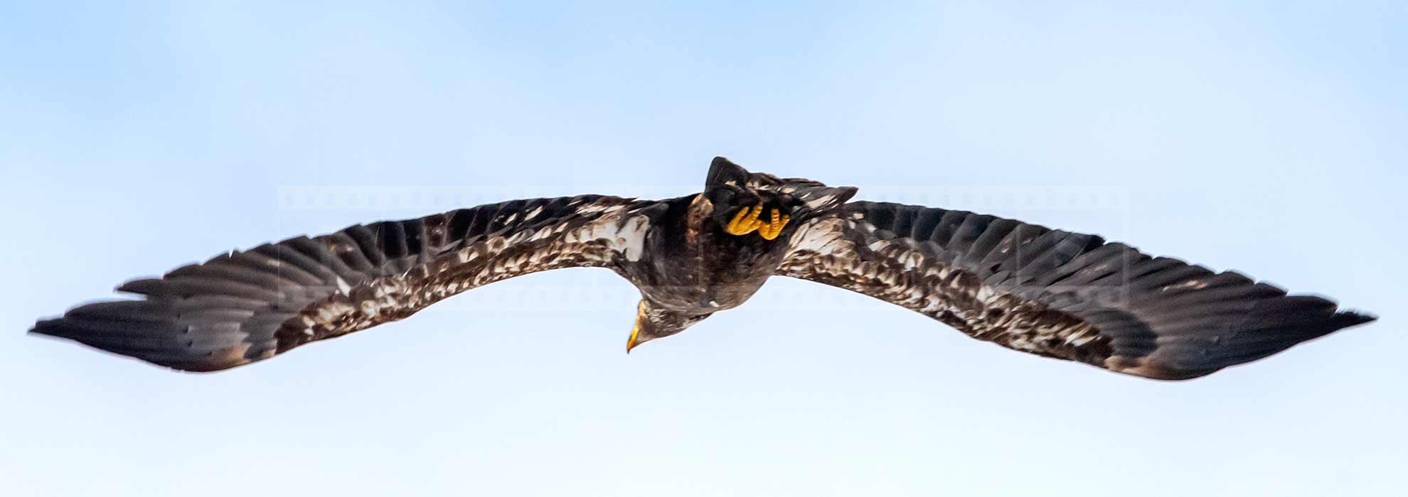 large wingspan of a bald eagle in flight