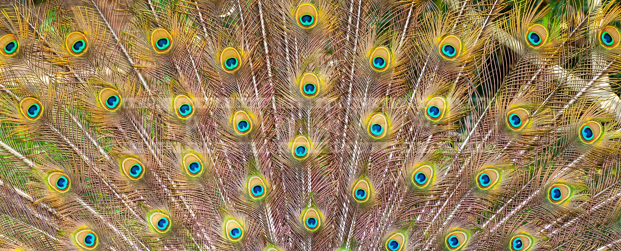 peacock tail at los angeles arboretum
