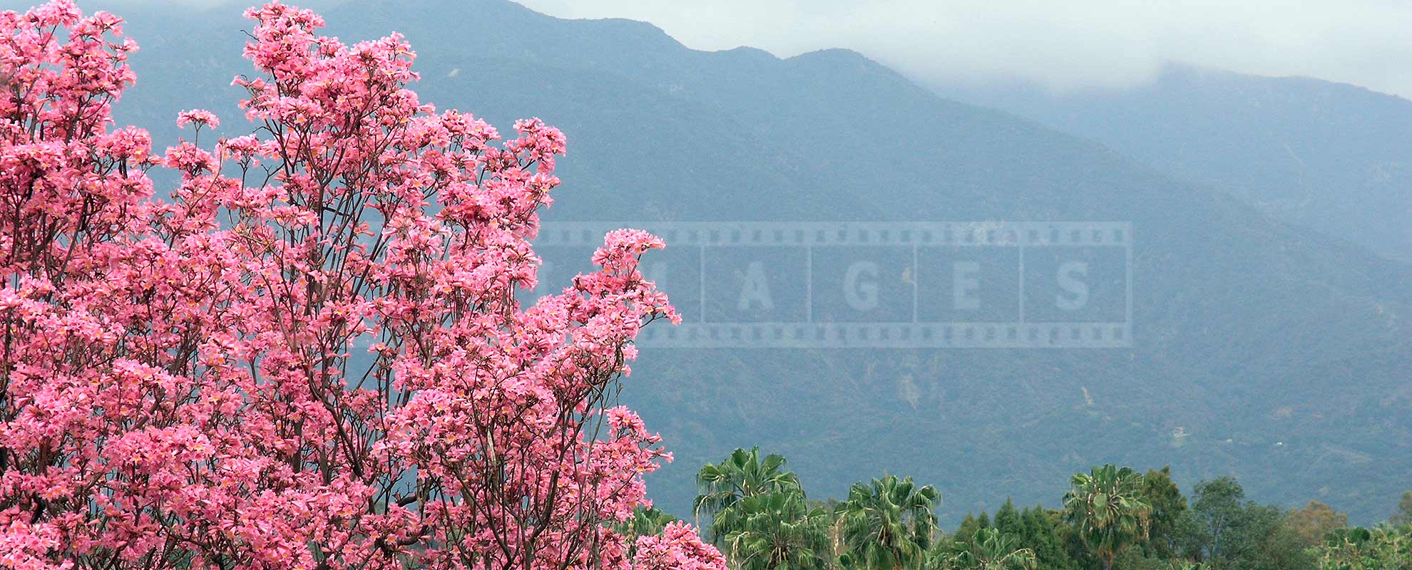 beautiful pink flowers of trumpet tree