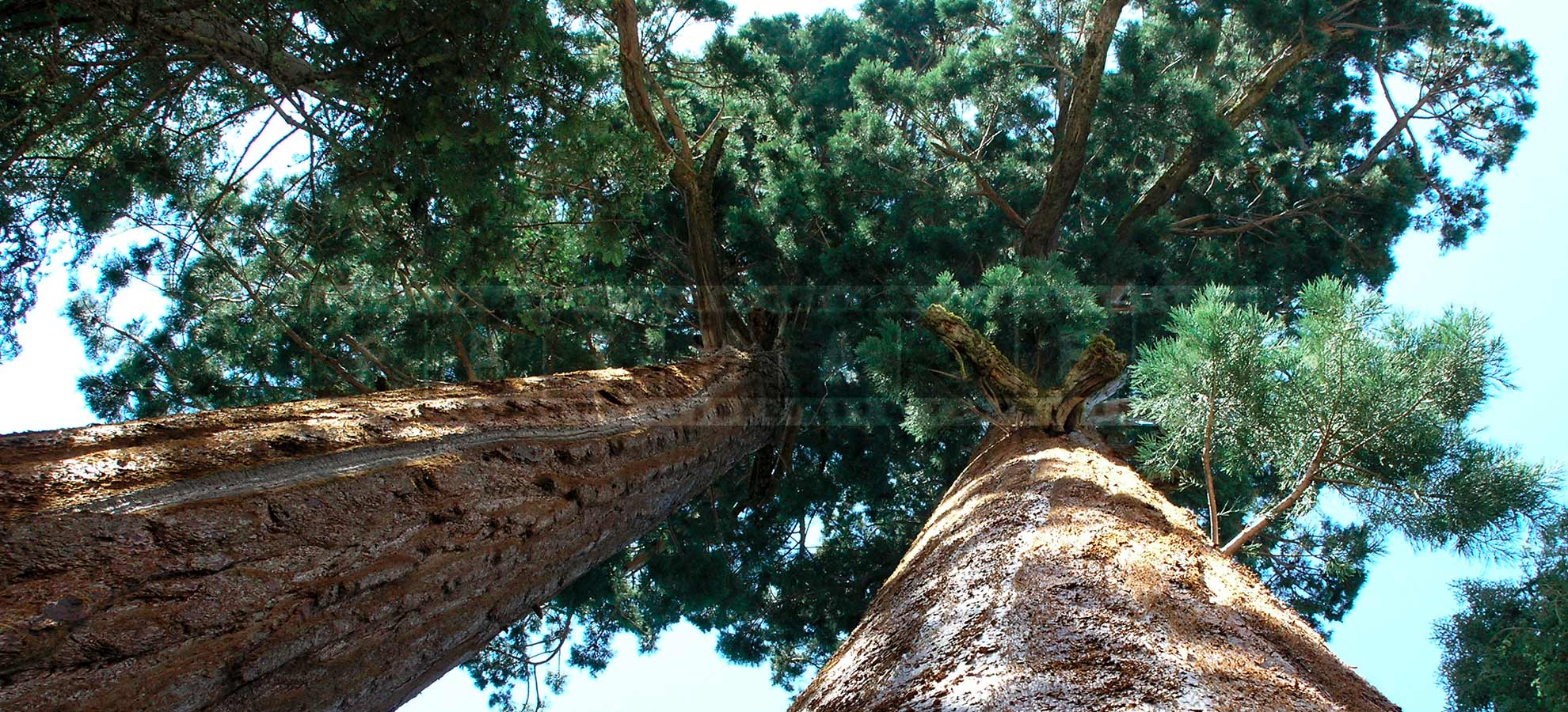 tall sequoias reaching for the skies