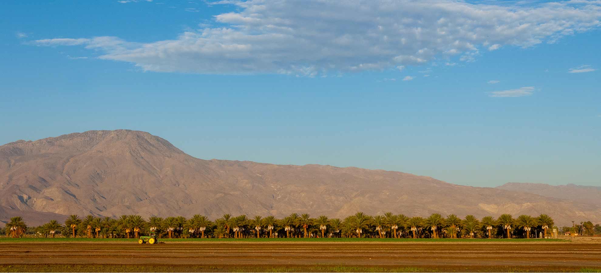 scenice beauty of dates palm plantation