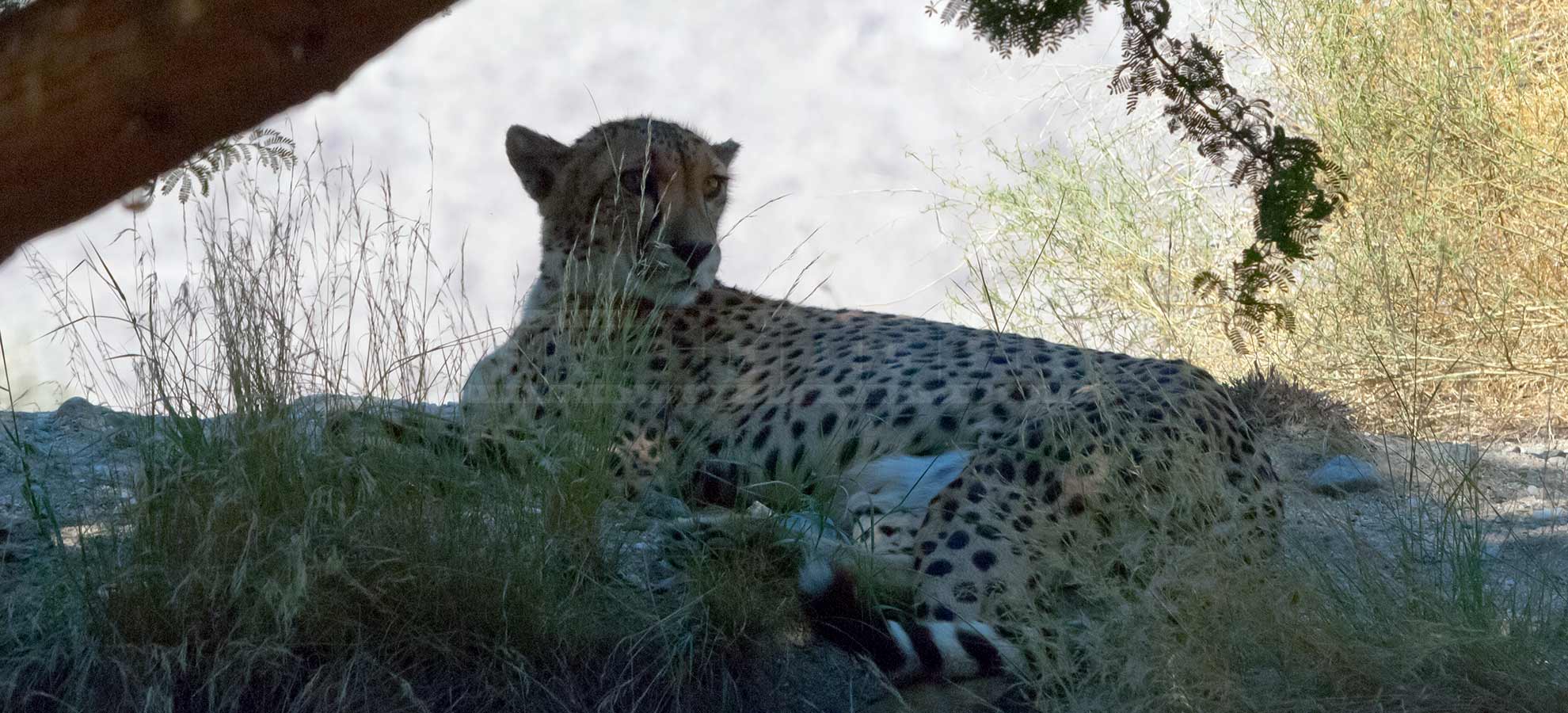 cheetah resting under the mesquite tree