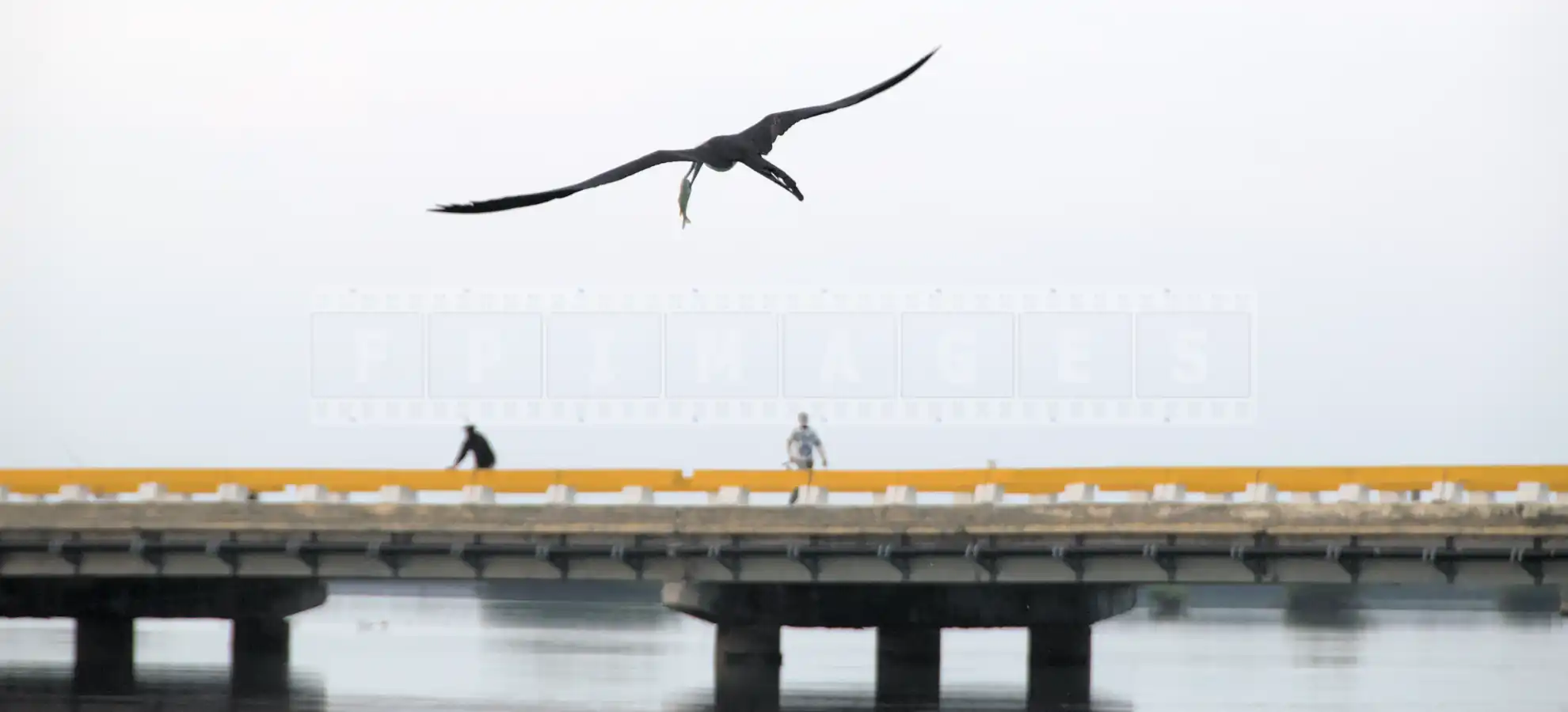 bird flying with fish in Cayo Coco Cuba