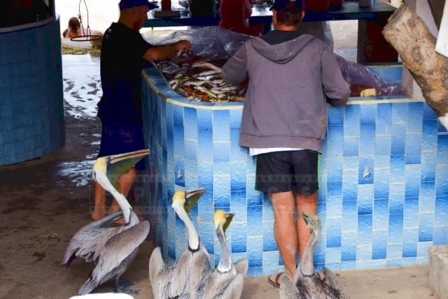 Fishers in Puerto Vallarta going through the caught fish and four pelicans waiting to be fed