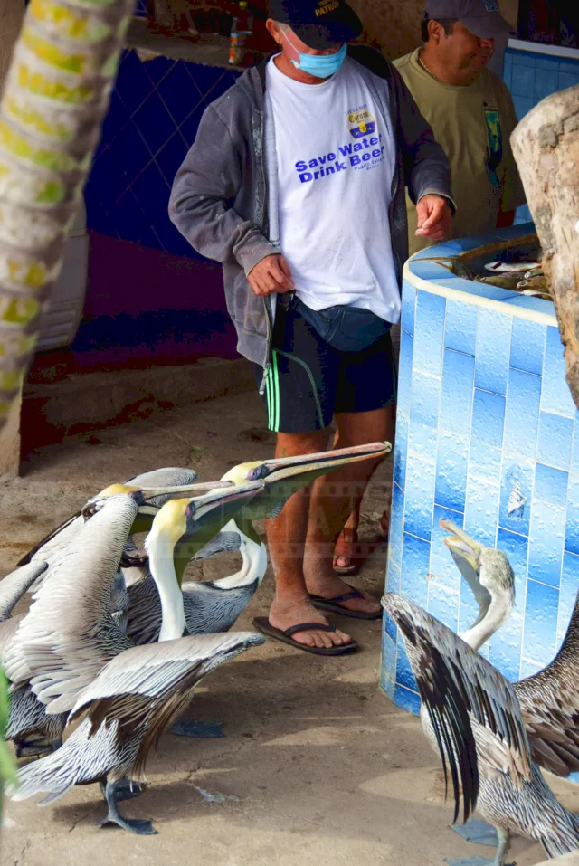 a Man giving four pelicans fish scraps to eat
