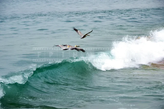 a group of three pelicans flying above the breaking waves in Puerto Vallarta