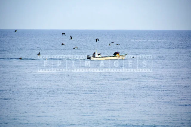Pelican and Frigatebirds following a small Mexican fishing boat